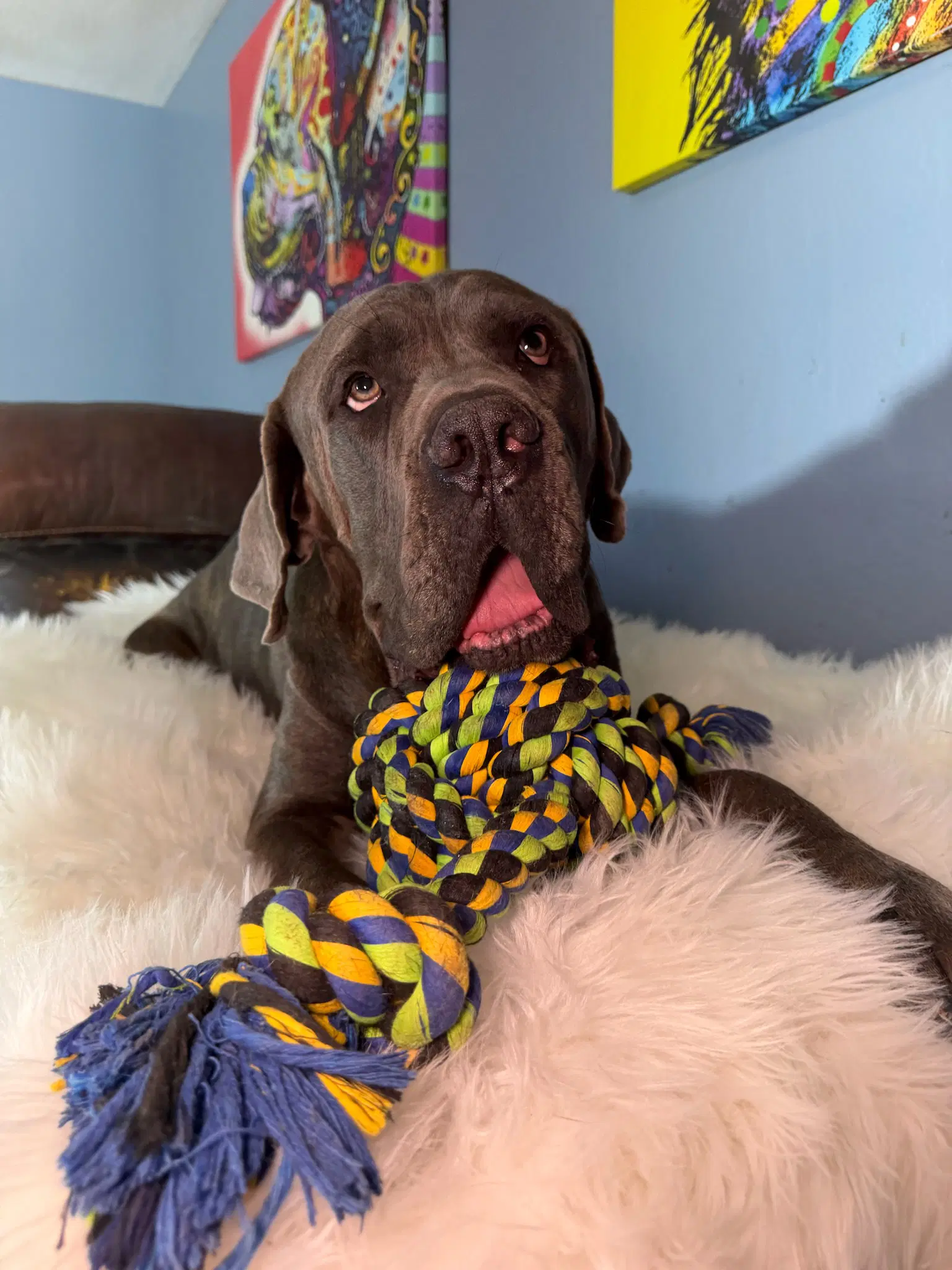 Trapper - Cane Corso Mastiff