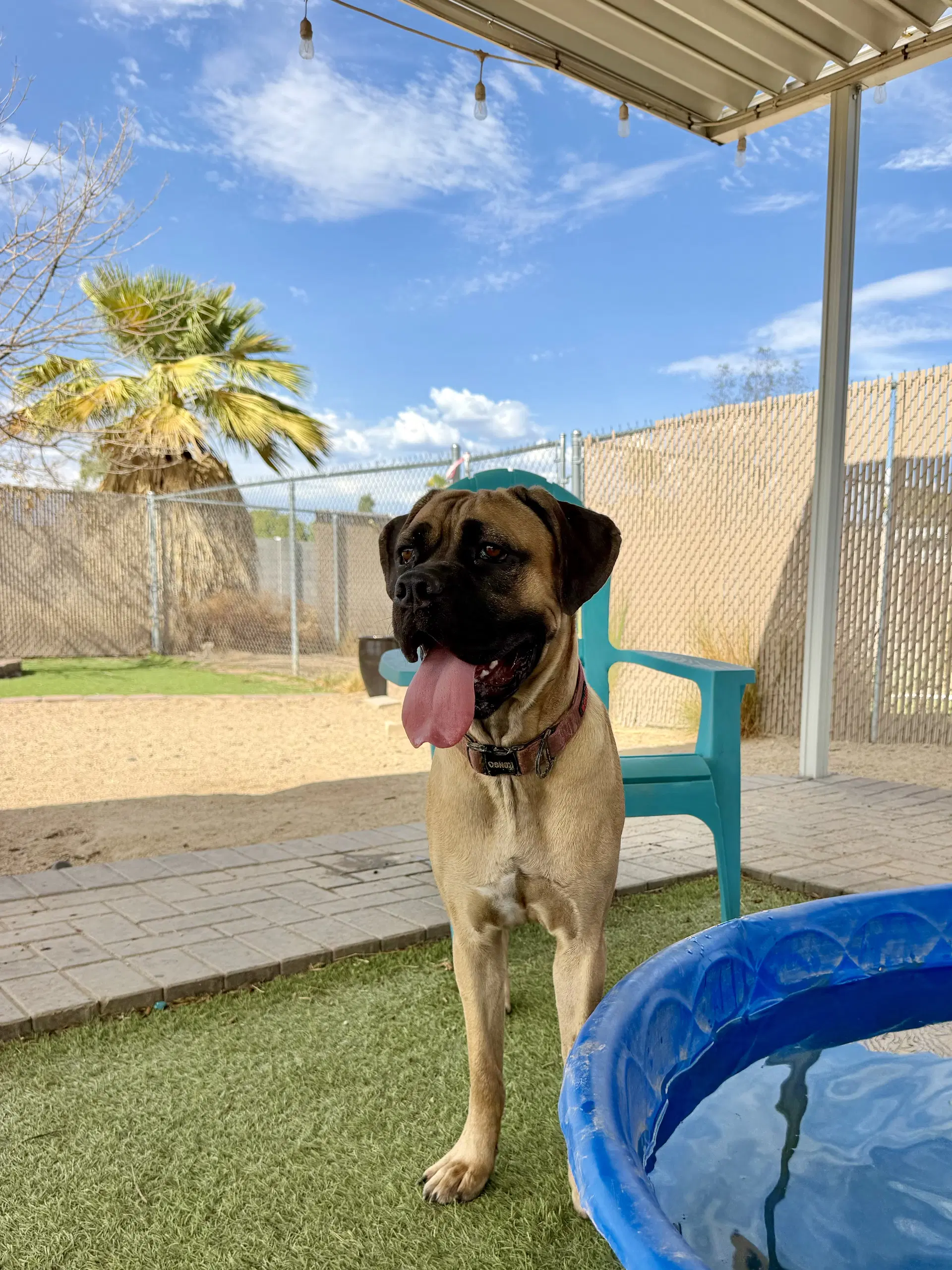 Charlotte - Cane Corso Mastiff