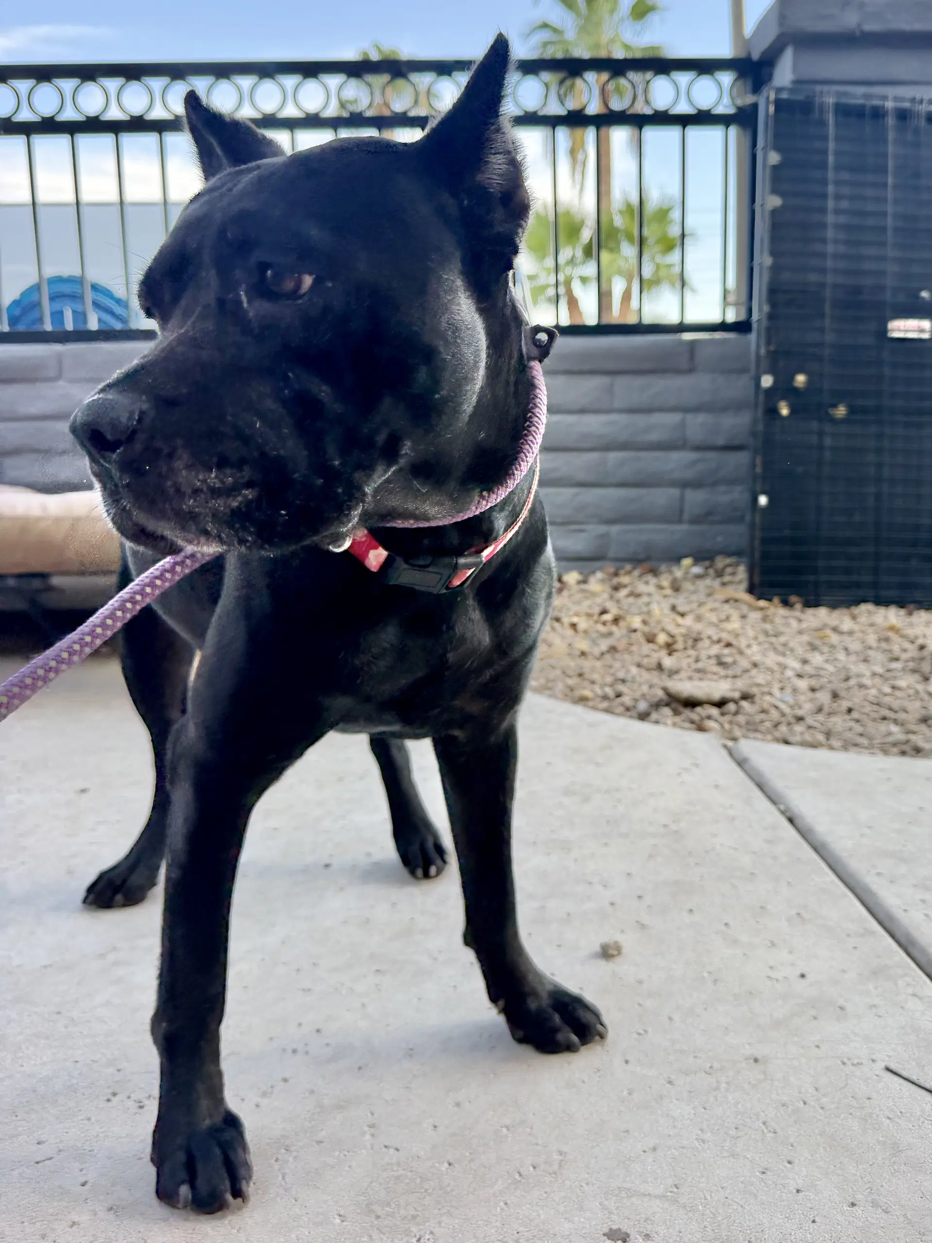Lexi - Cane Corso Mastiff
