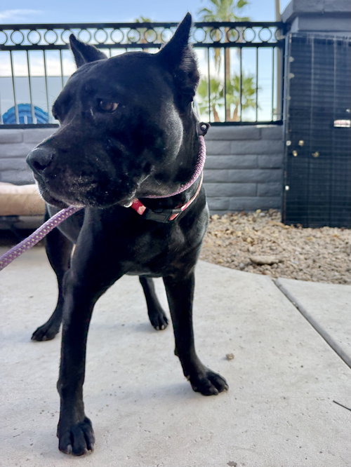 Lexi 2, a dog for adoption from Canine Rescue Coalition