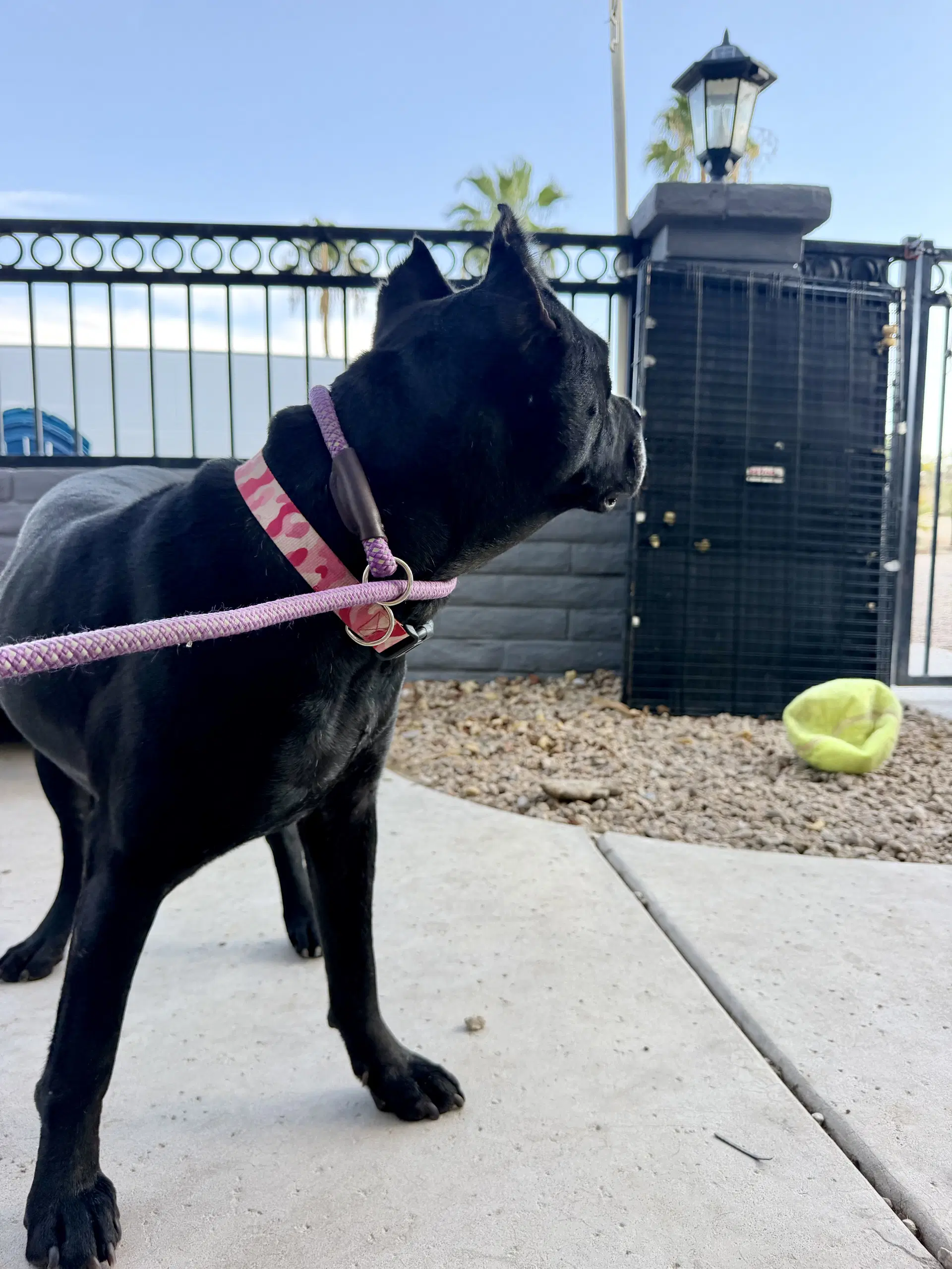 Lexi image 2