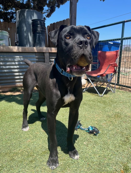 Happy Gilmore, a dog for adoption from Canine Rescue Coalition