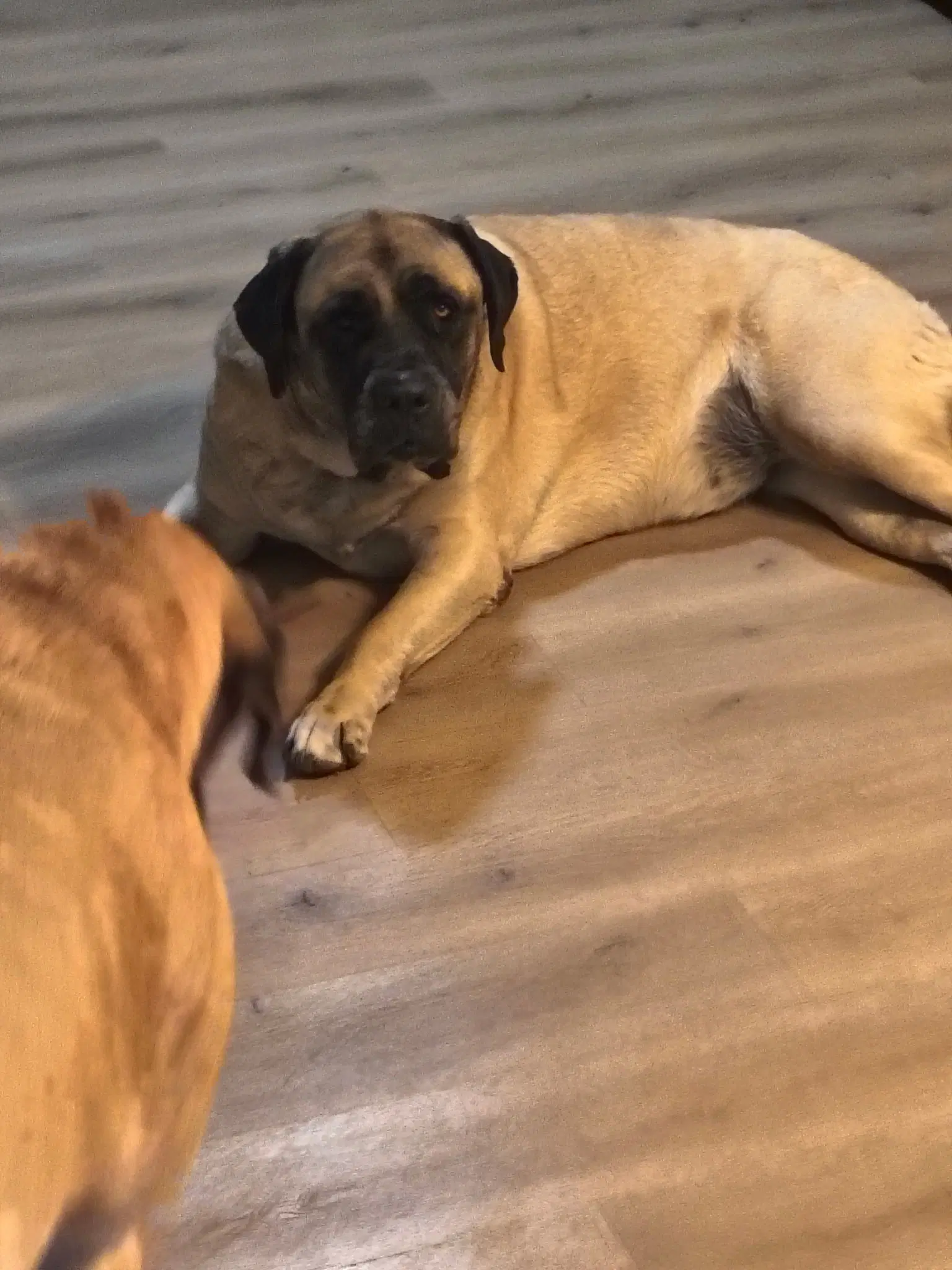 Sammy - I Was Adopted - Mastiff
