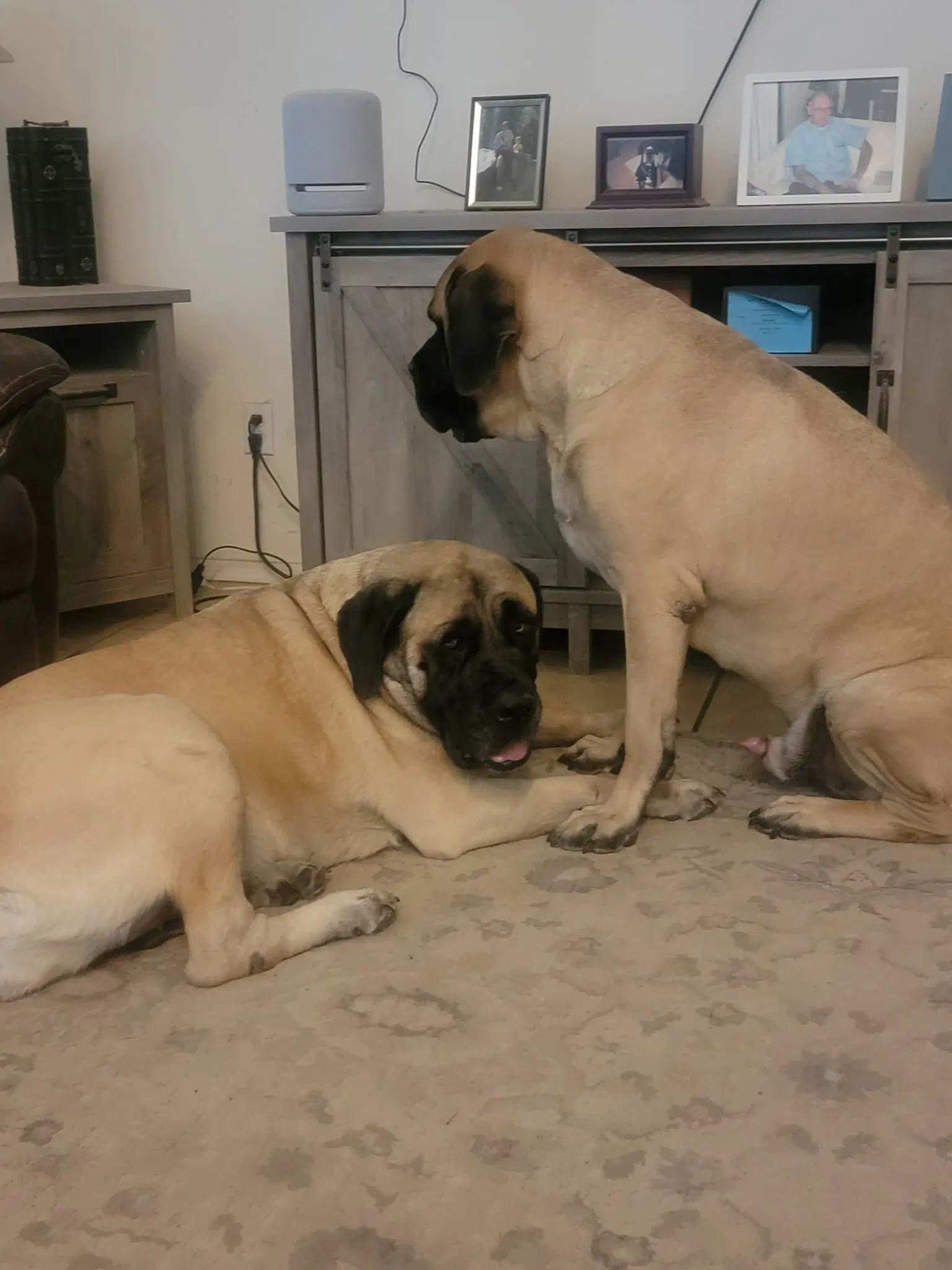 Sammy - I Was Adopted image 2