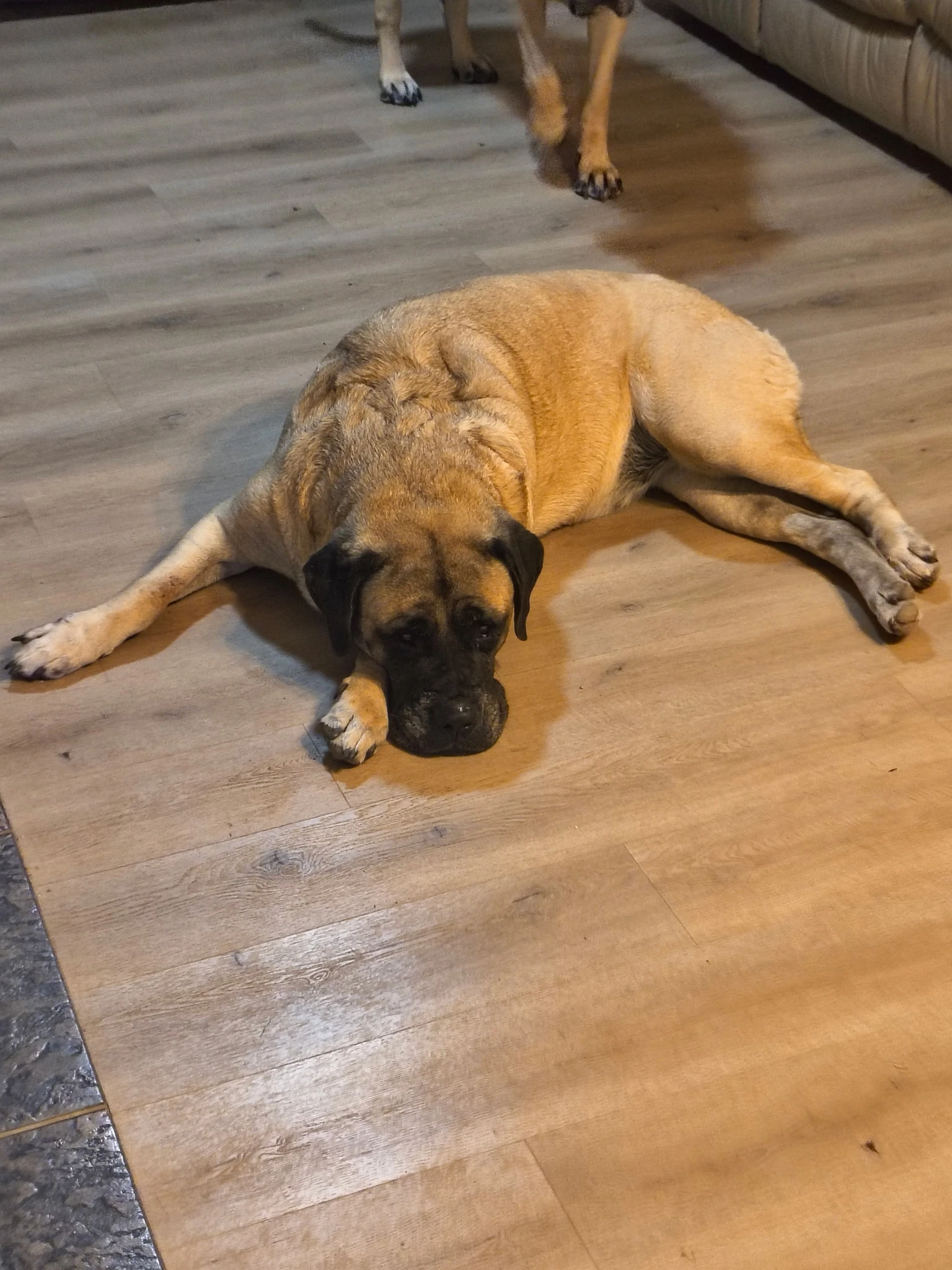 Rosie - I Was Adopted