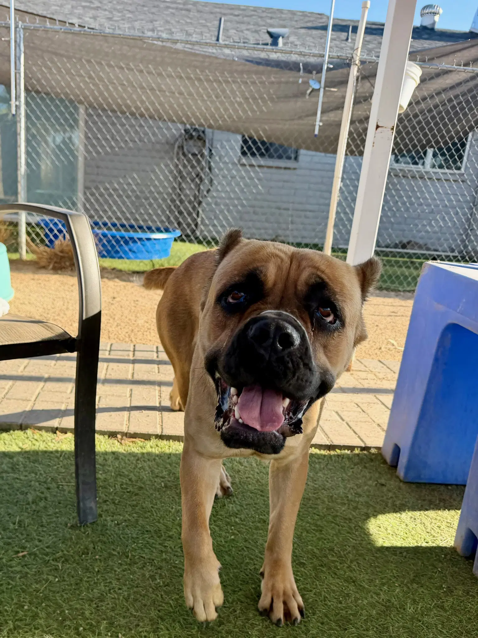 Roma - Cane Corso Mastiff