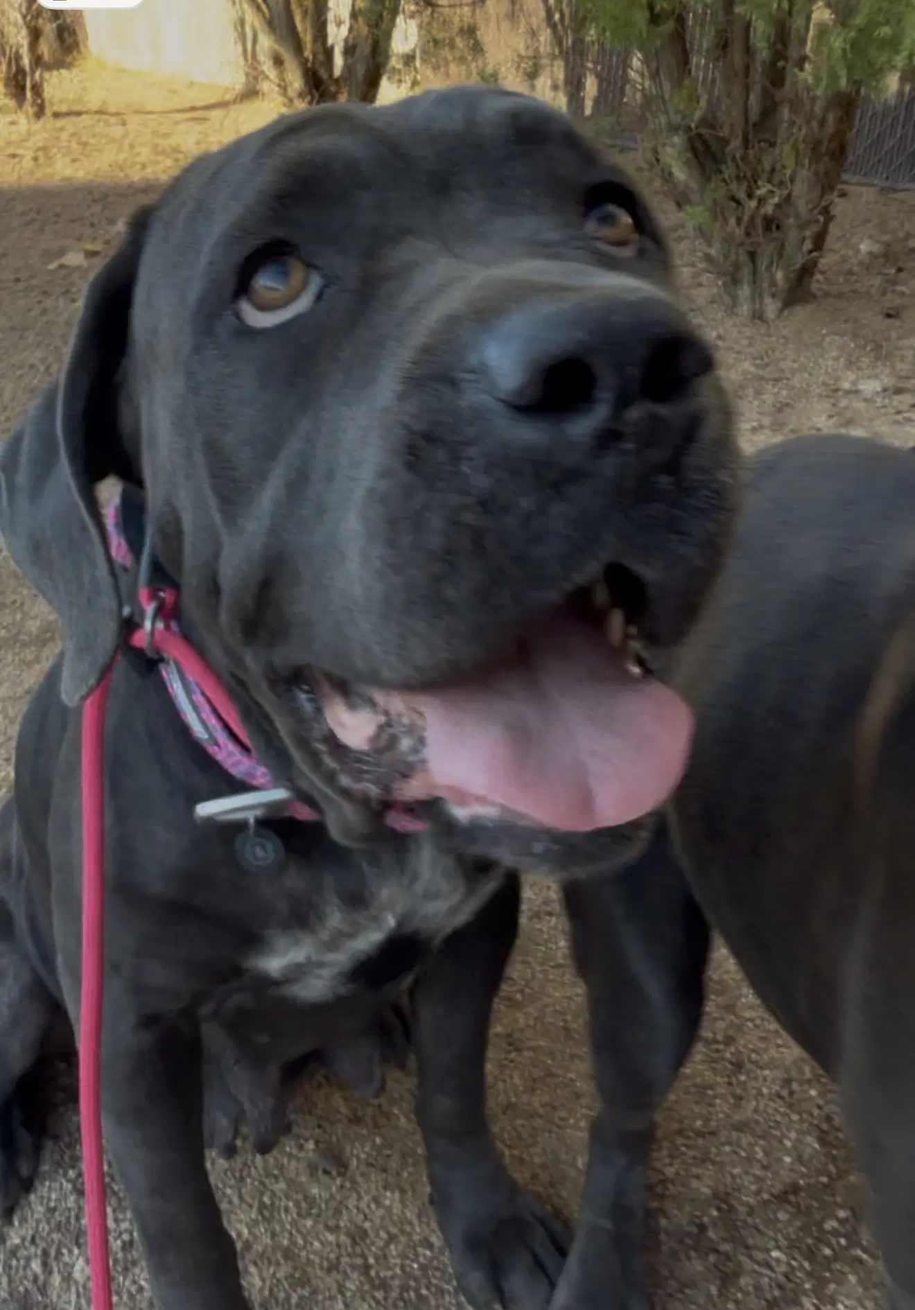 Nova - Cane Corso Mastiff
