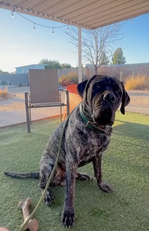 Benny - Mastiff