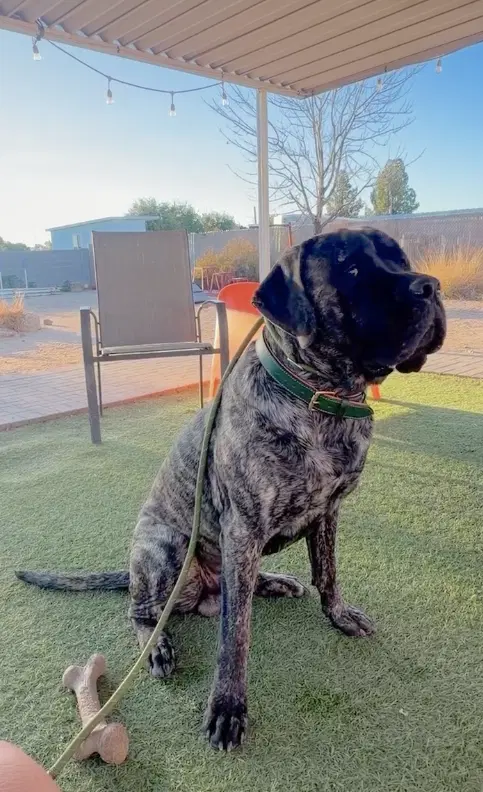 Benny image 2