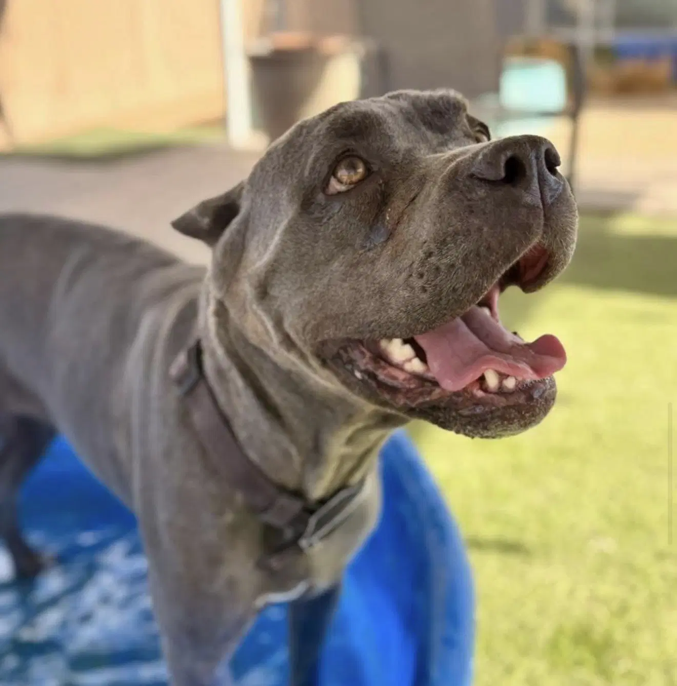 Gwyn - Cane Corso Mastiff