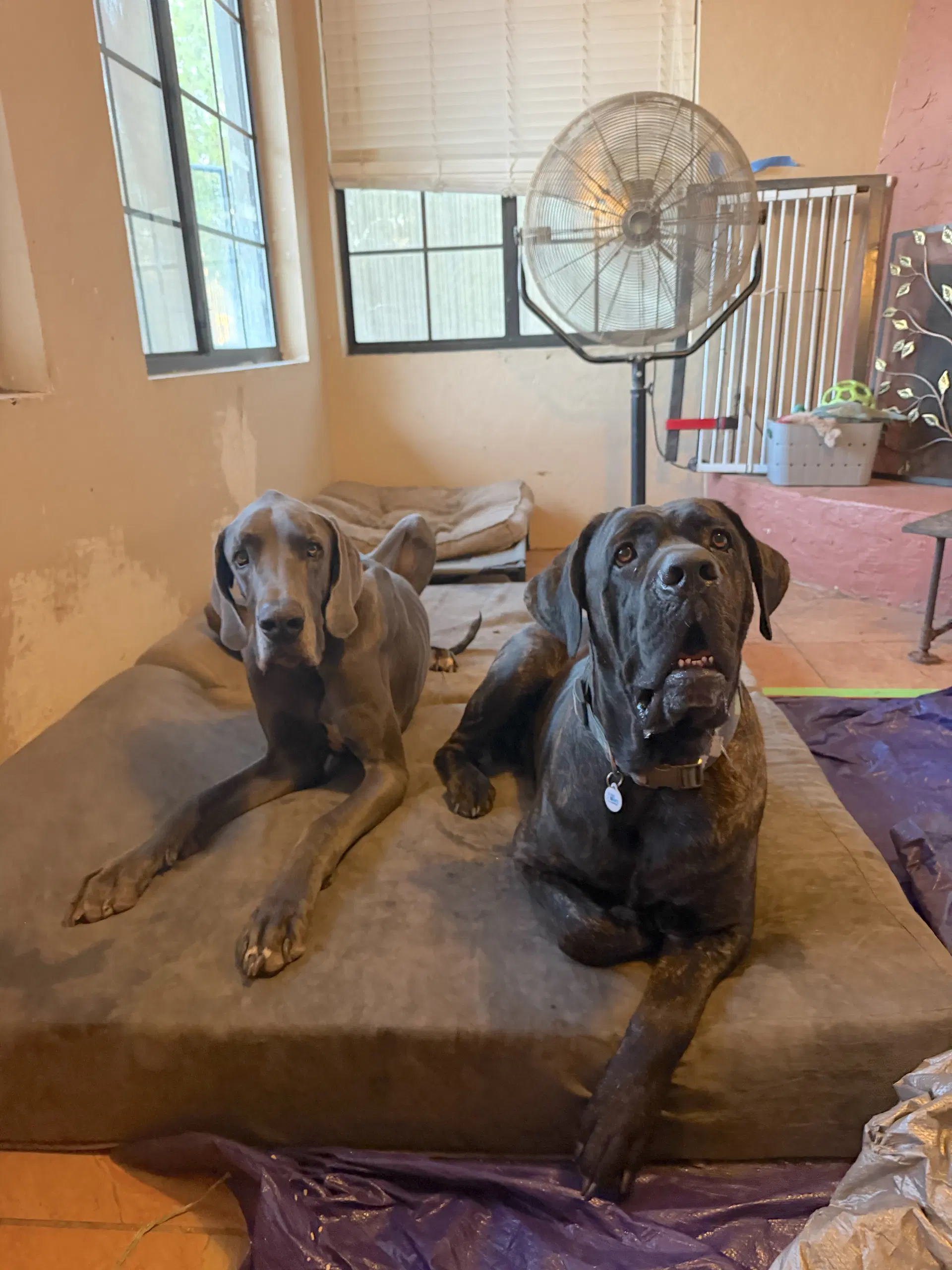 Jedi - Mastiff