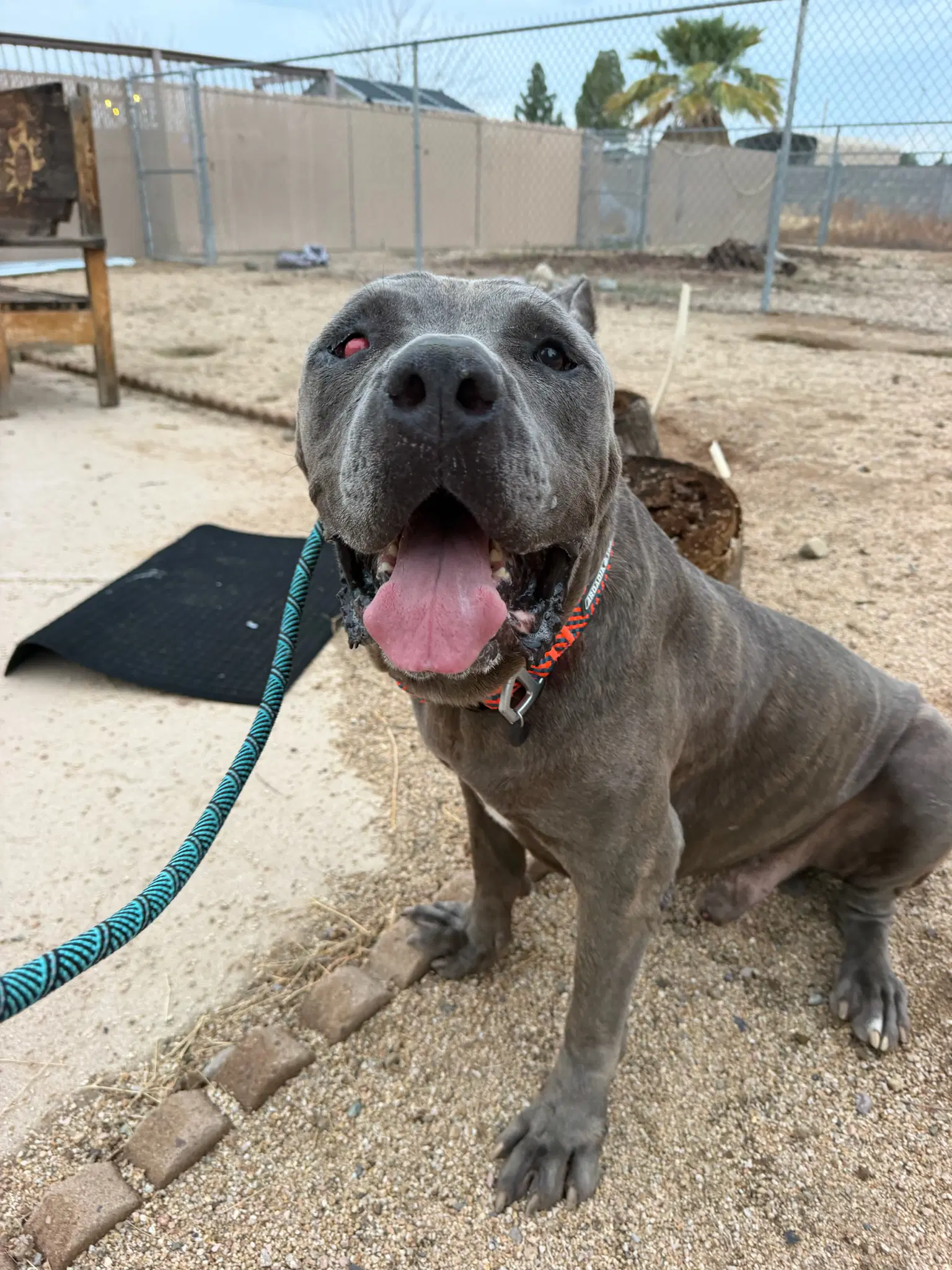 Maximus - Mastiff