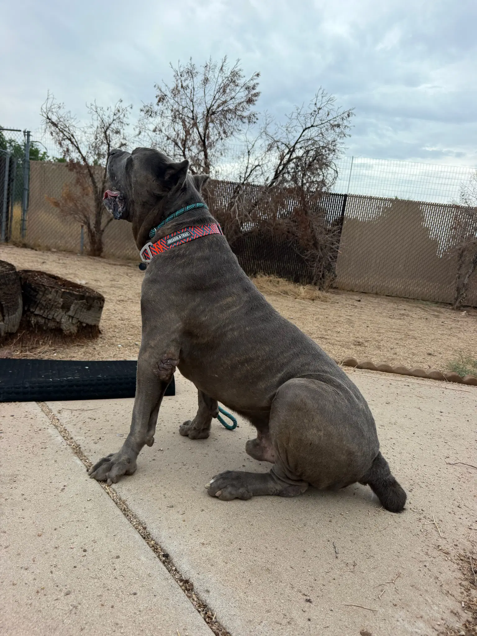 Maximus image 2