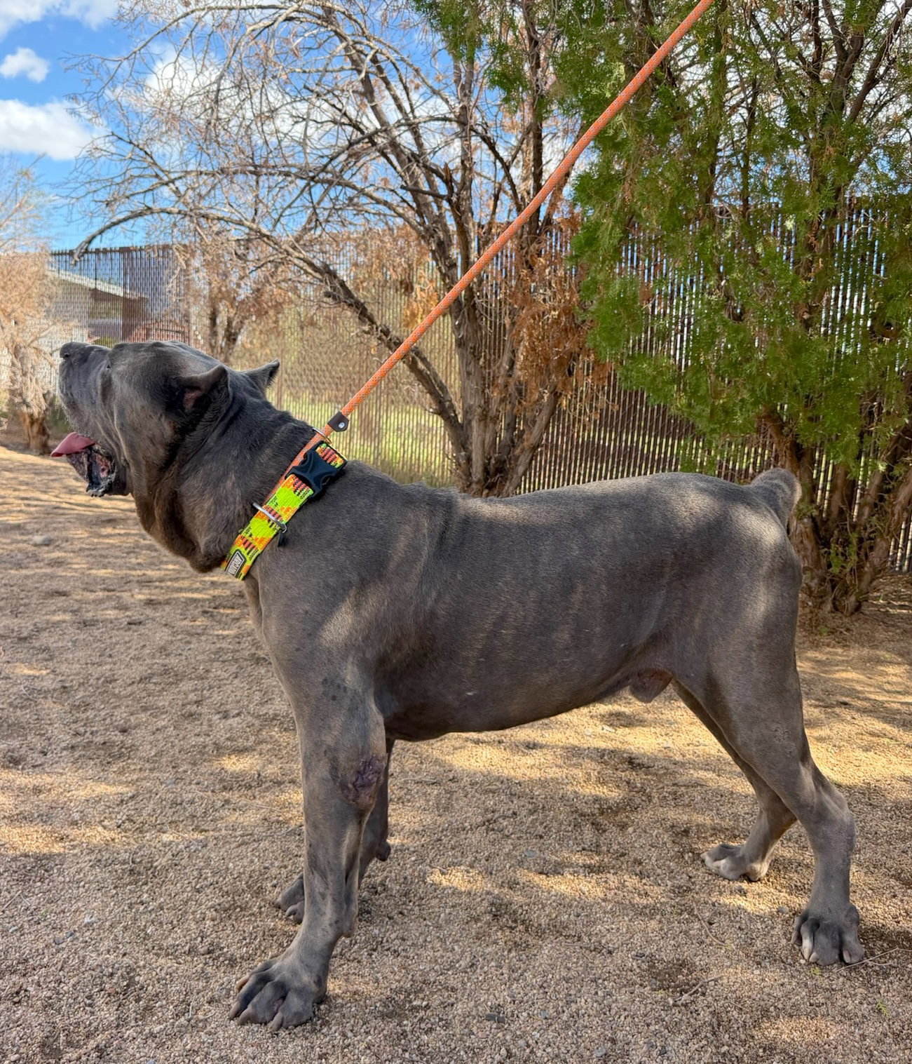Maximus, photo 2