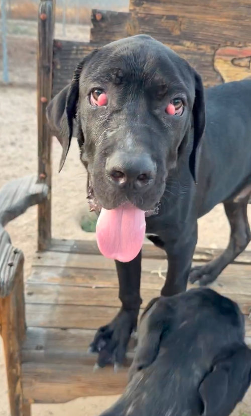 Donut, a dog for adoption from Canine Rescue Coalition