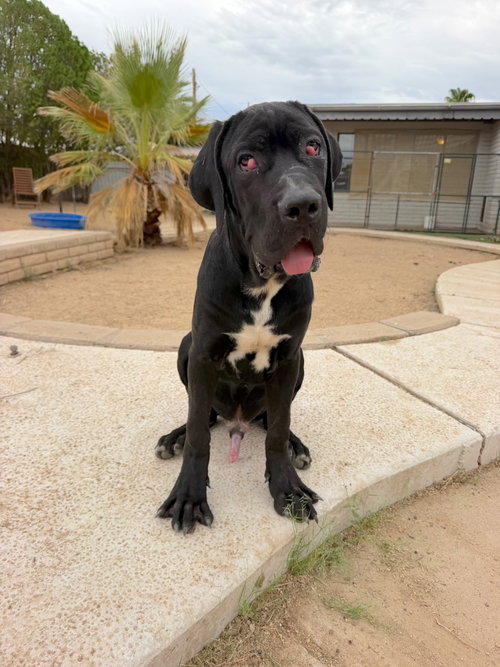 Honeybuns, a dog for adoption from Canine Rescue Coalition