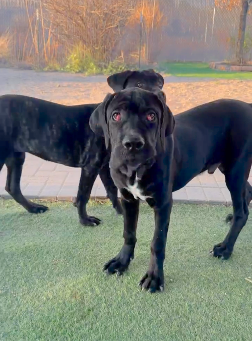 Photo 3 of Honeybuns