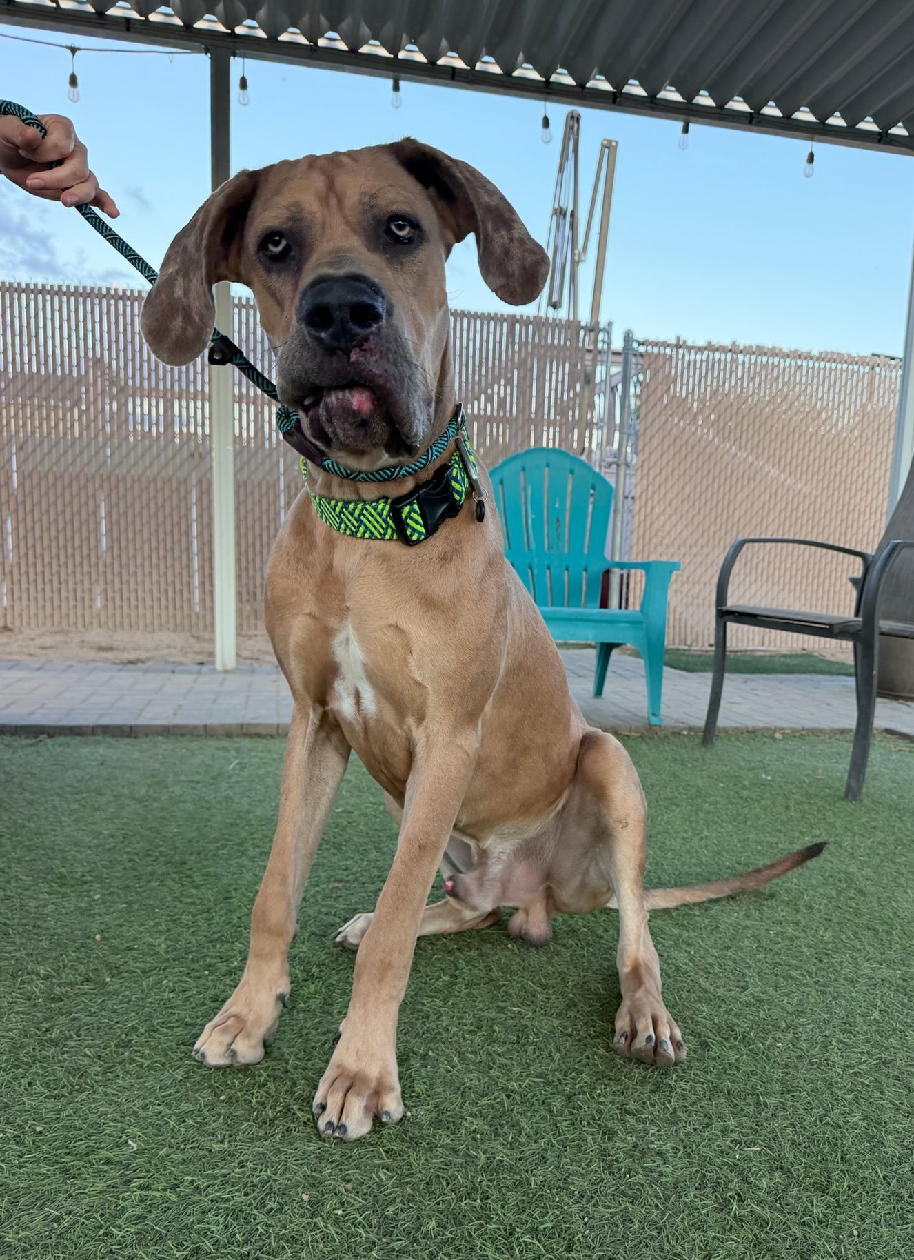 Lucias, Great Dane
