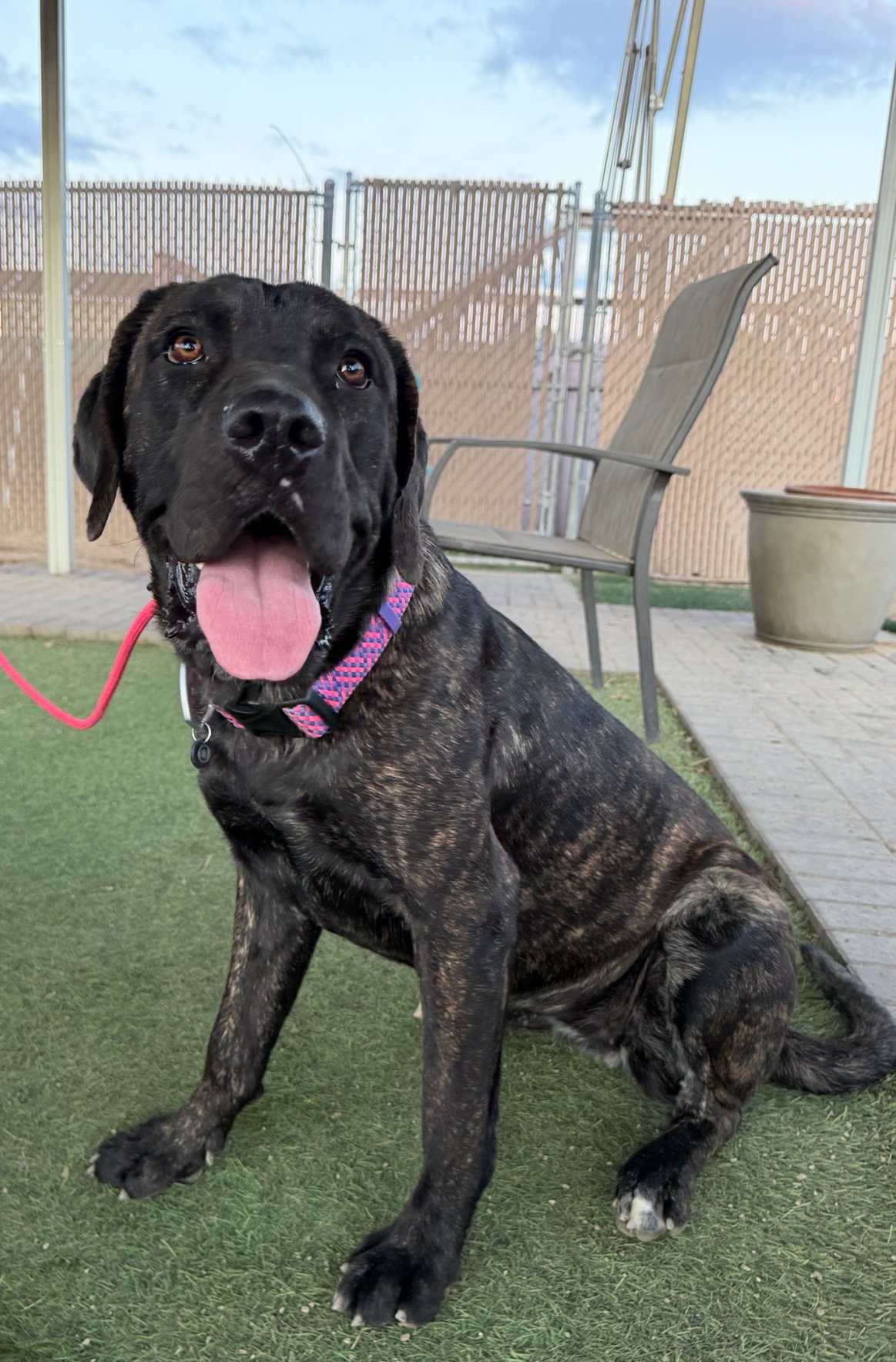 Rain, Cane Corso Mastiff
