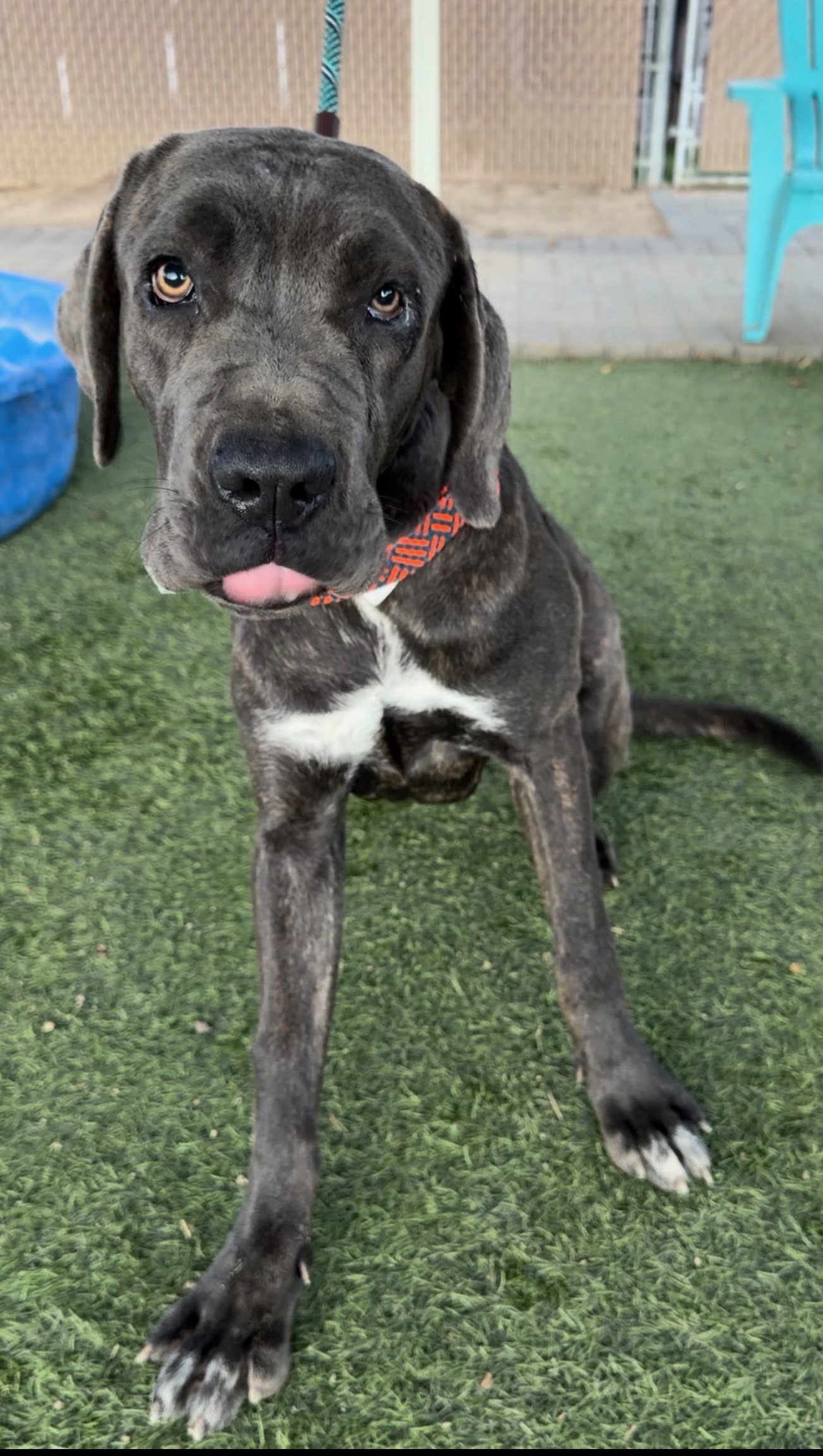 Thunder, Cane Corso Mastiff