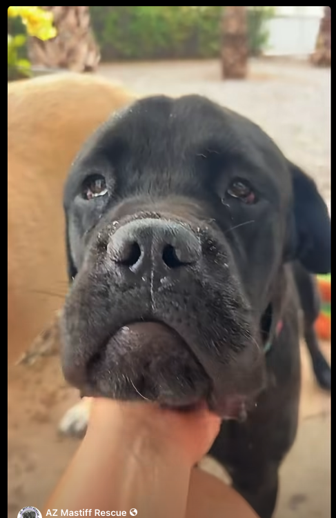 Todd, a dog for adoption from Canine Rescue Coalition