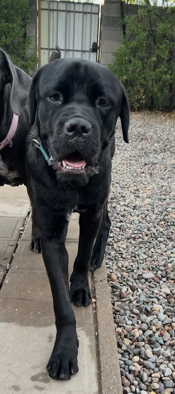 Todd - Mastiff