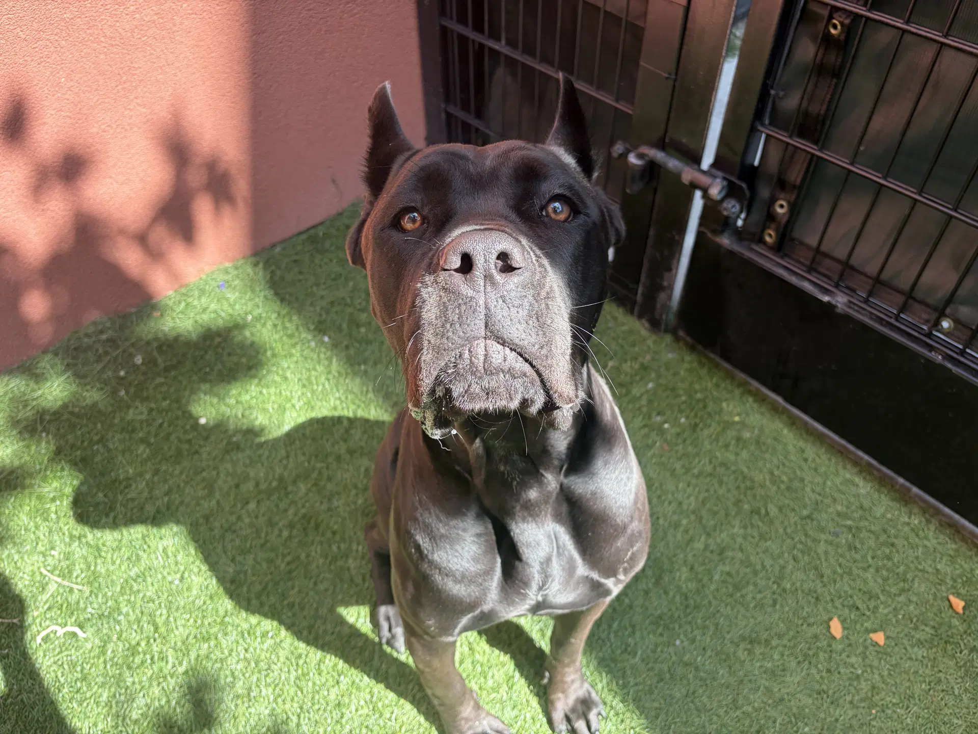 Maka - Cane Corso