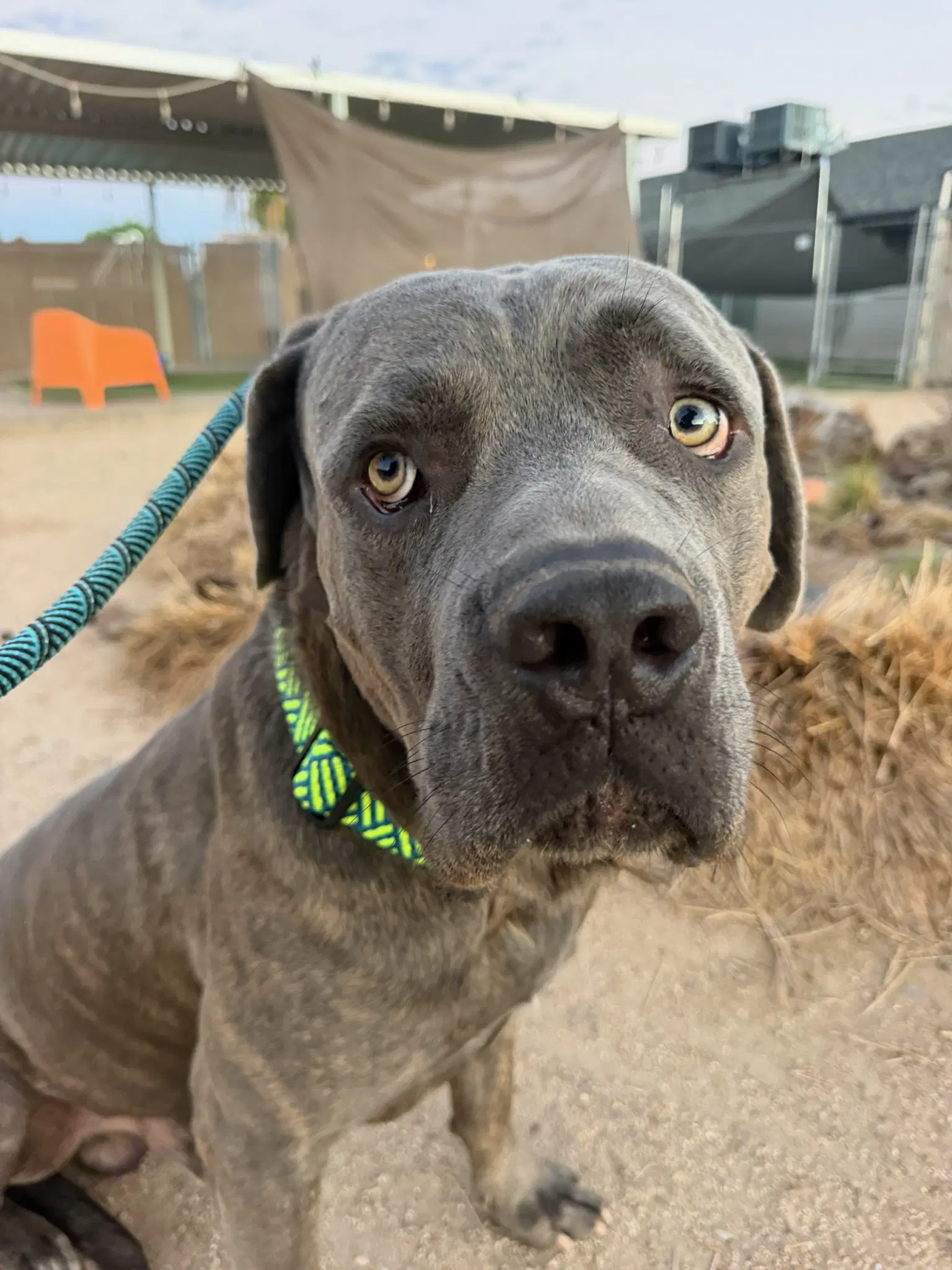 Maxwell - Cane Corso Mastiff