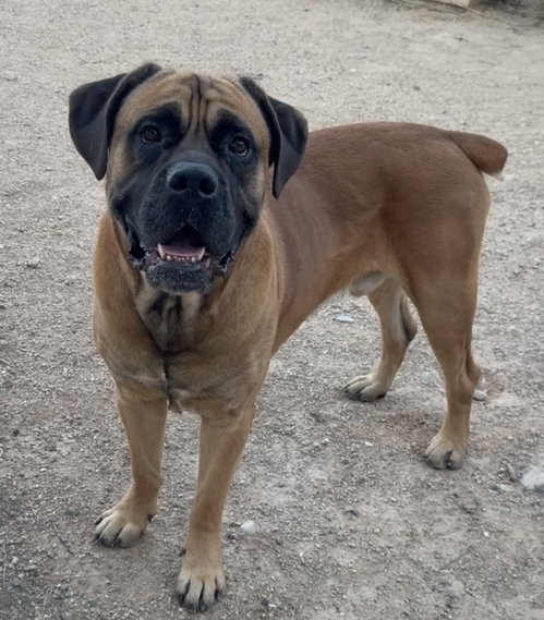 Bruce 2, a dog for adoption from Canine Rescue Coalition