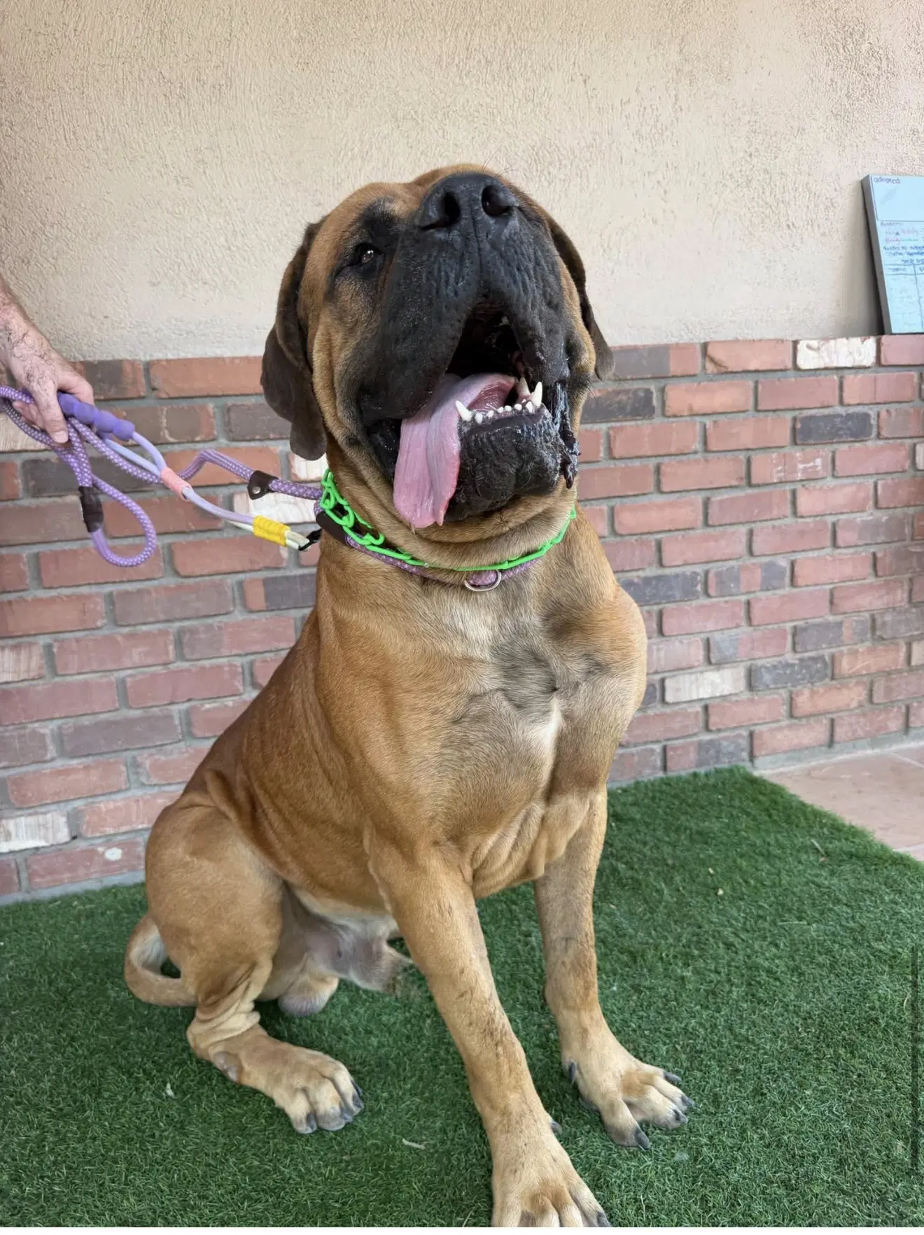 Harold - English Mastiff