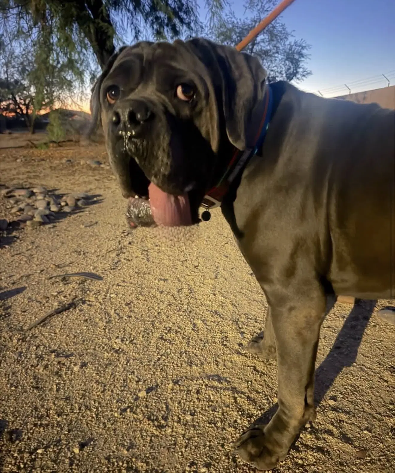 Hercules - Cane Corso Mastiff