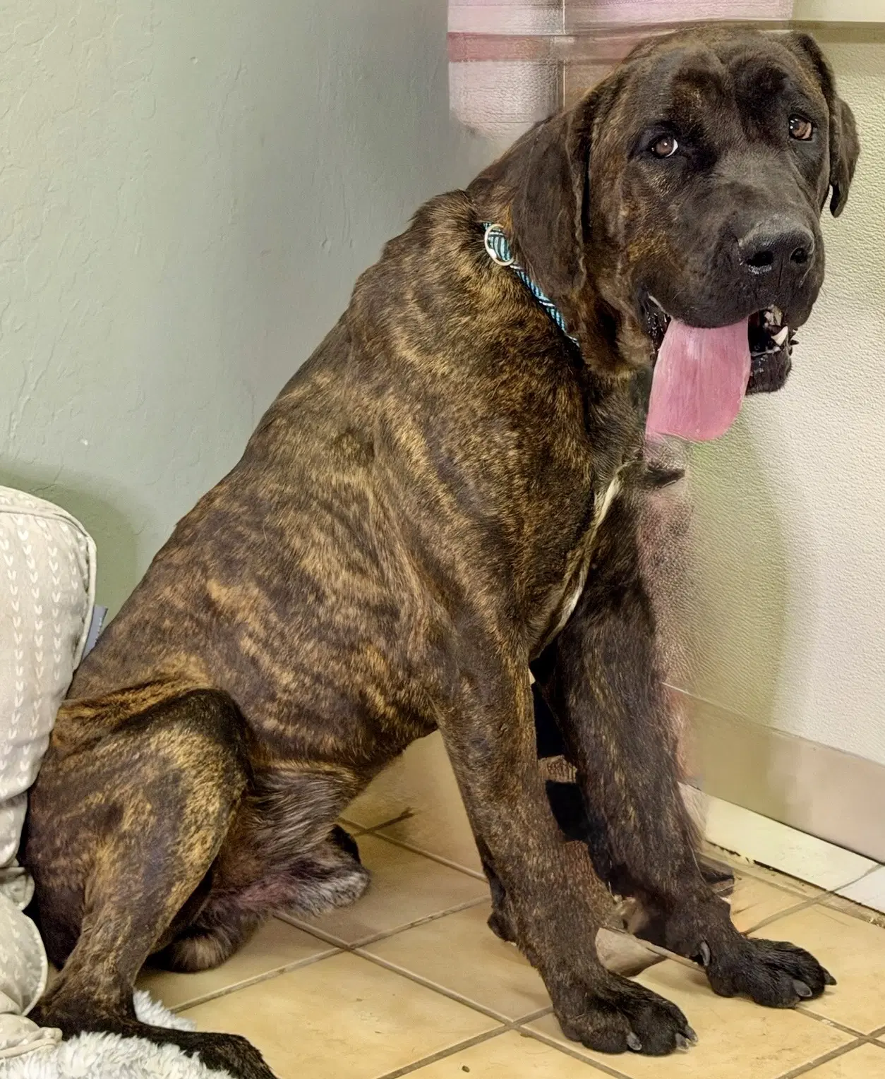 Syracuse - Mastiff