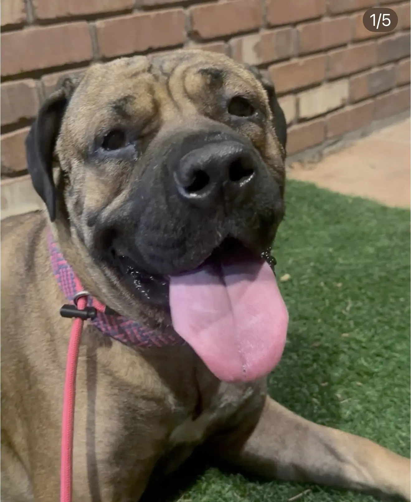 Charlotte - Mastiff