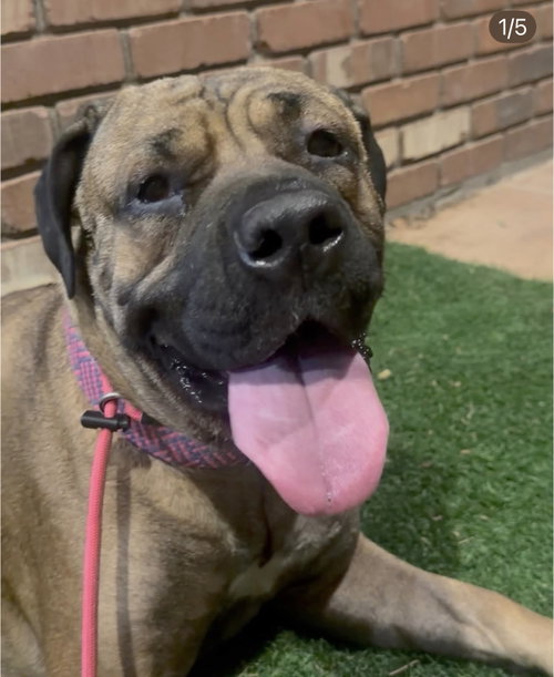 Charlotte 2, a dog for adoption from Canine Rescue Coalition