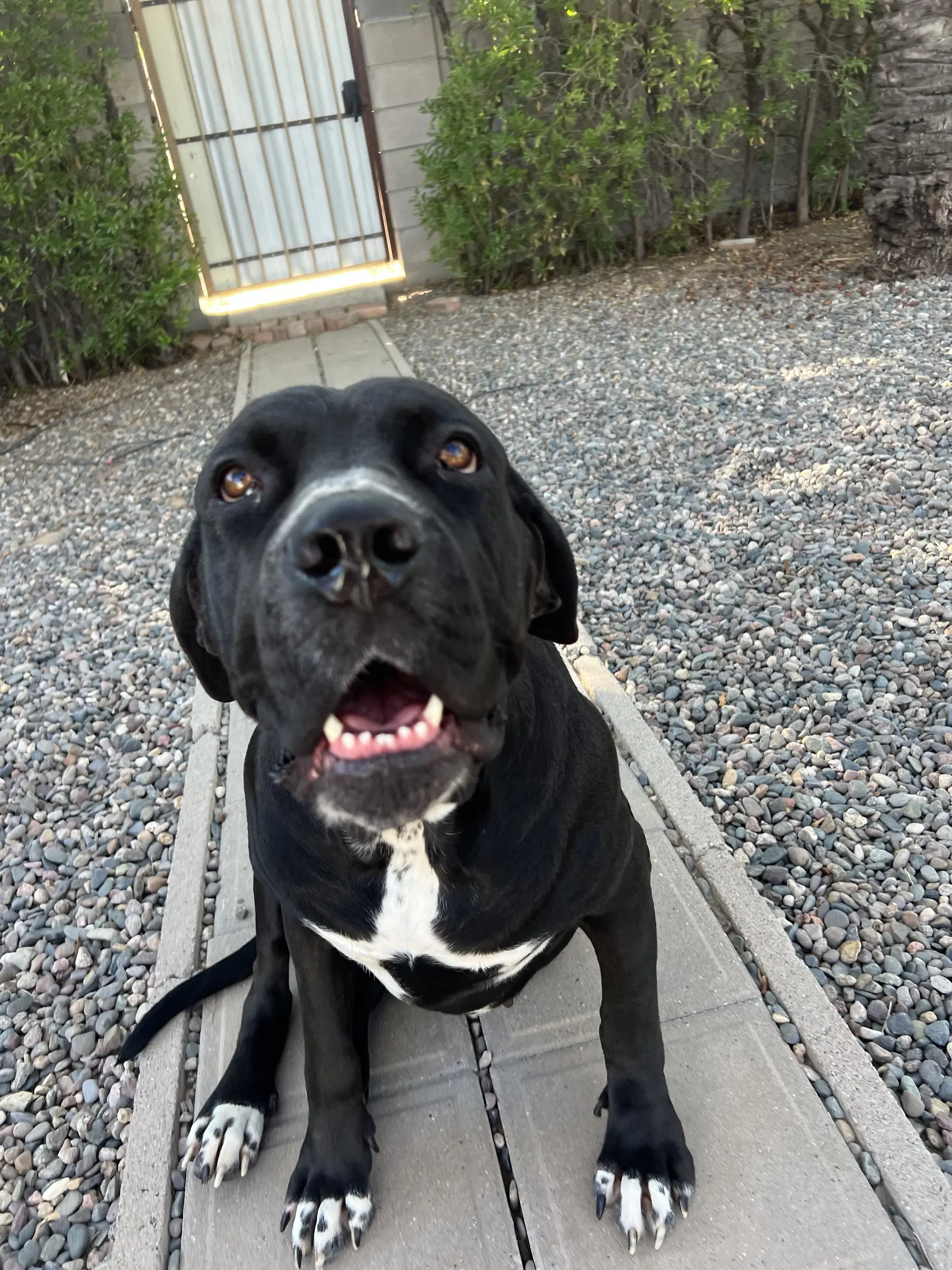 Mabel - Mastiff
