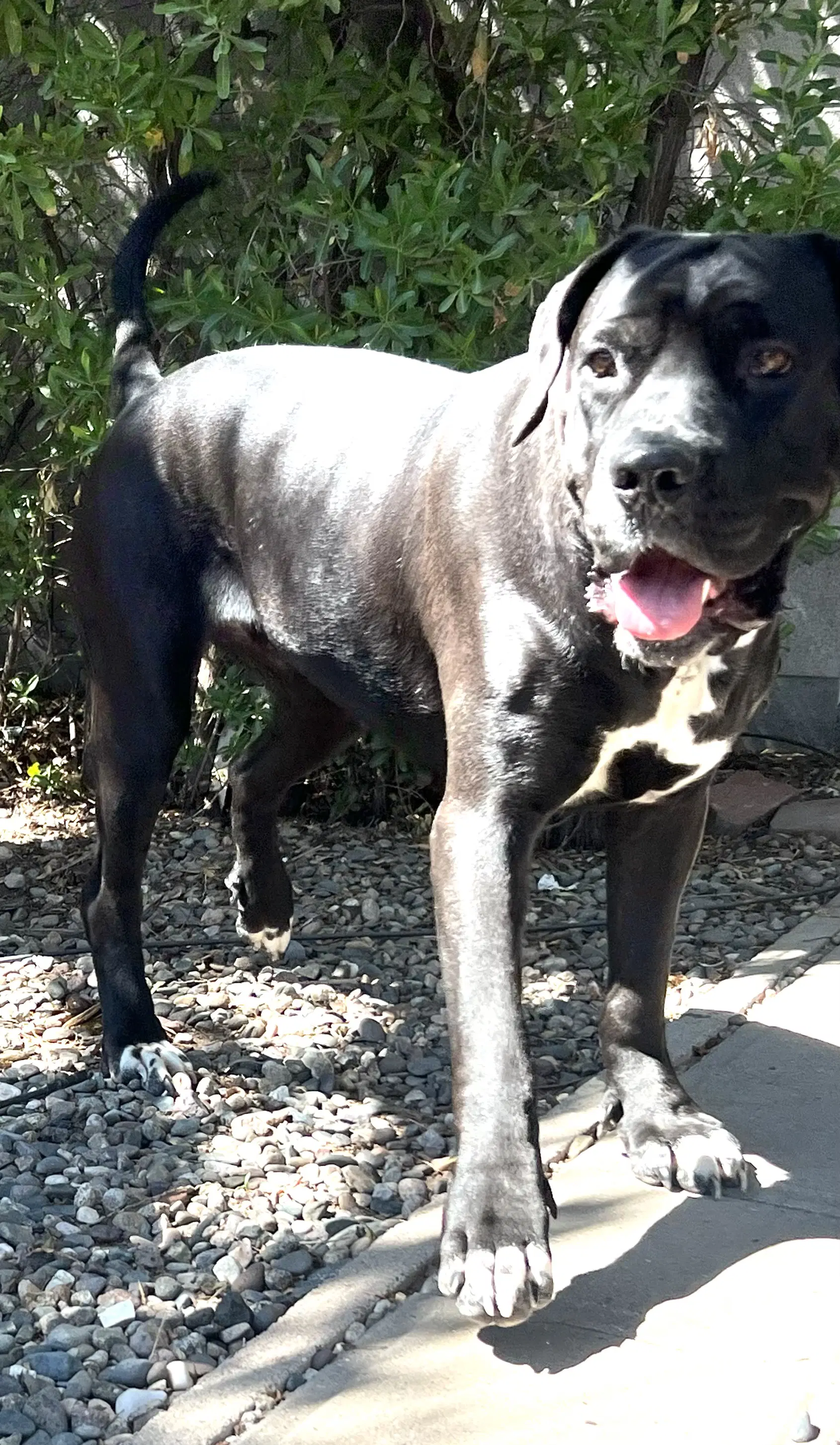 Mabel image 2