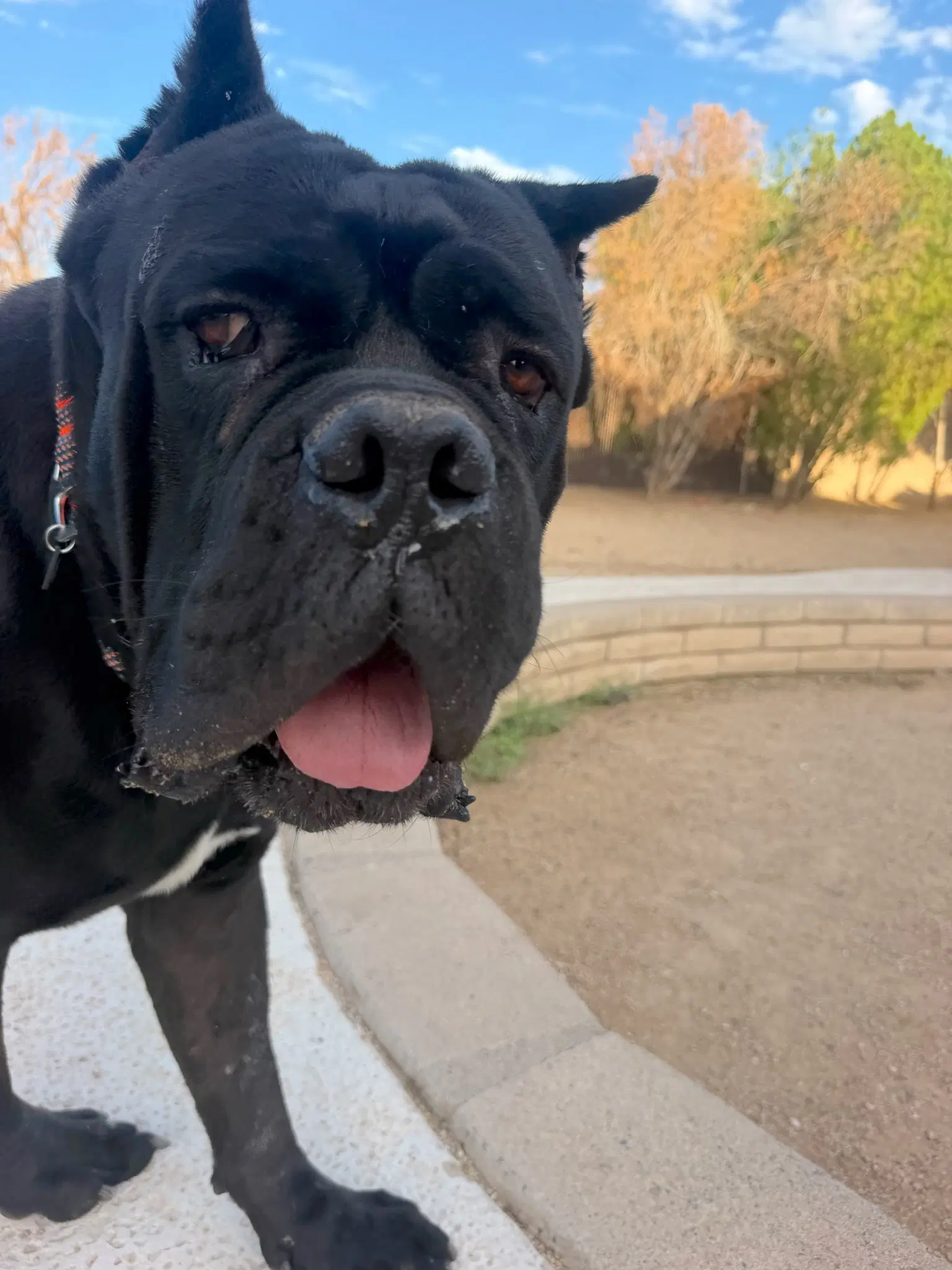 Meatball - Cane Corso Mastiff