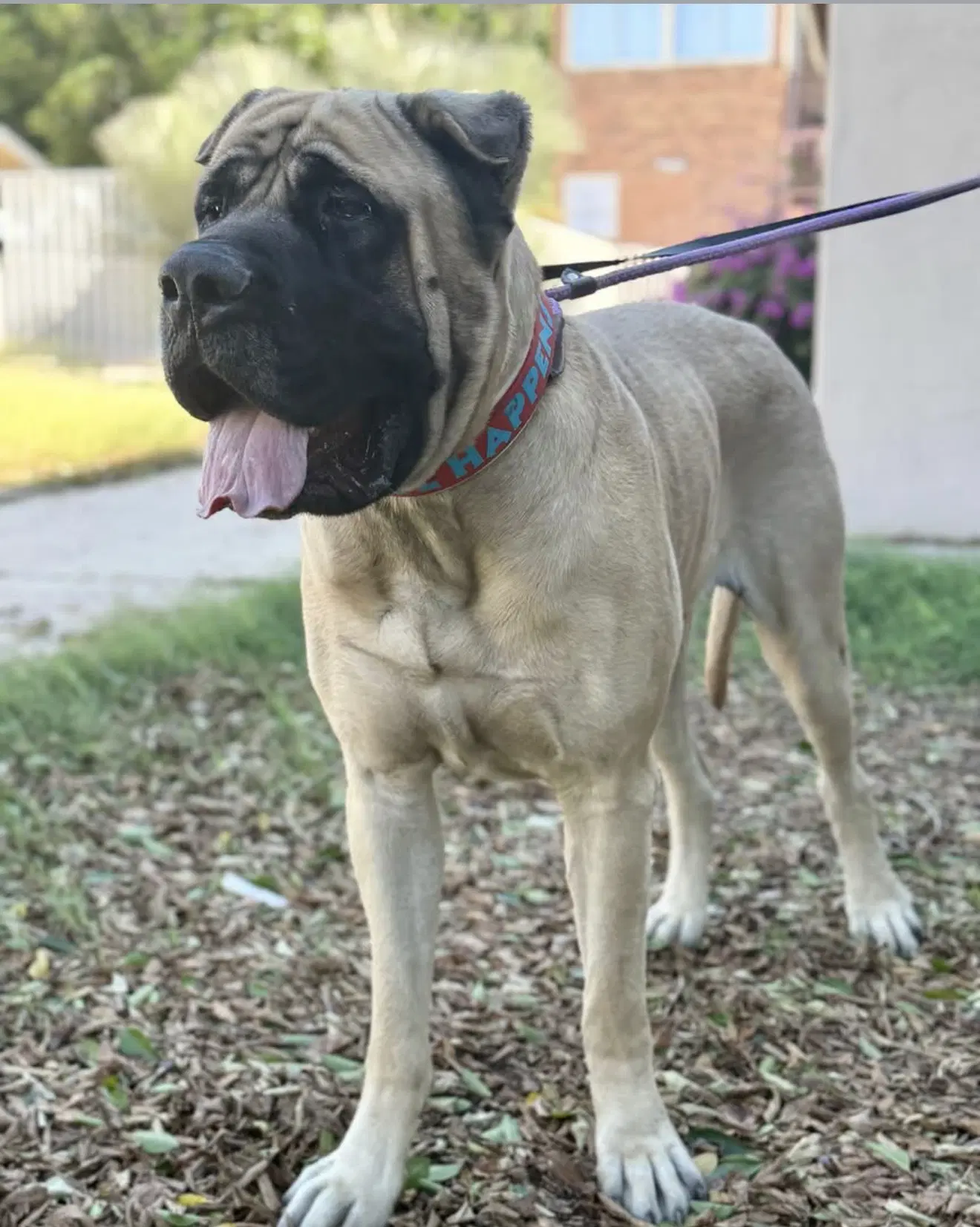 Bruce  - I Was Adopted - Mastiff