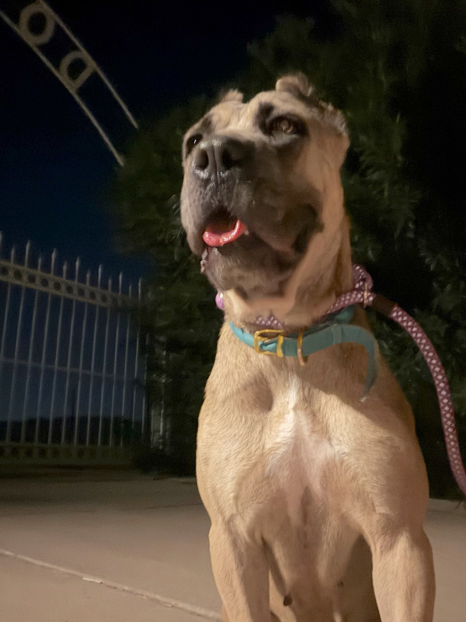 Zuri
