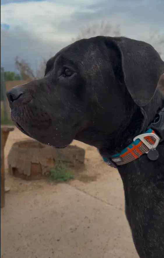 Sully - Cane Corso