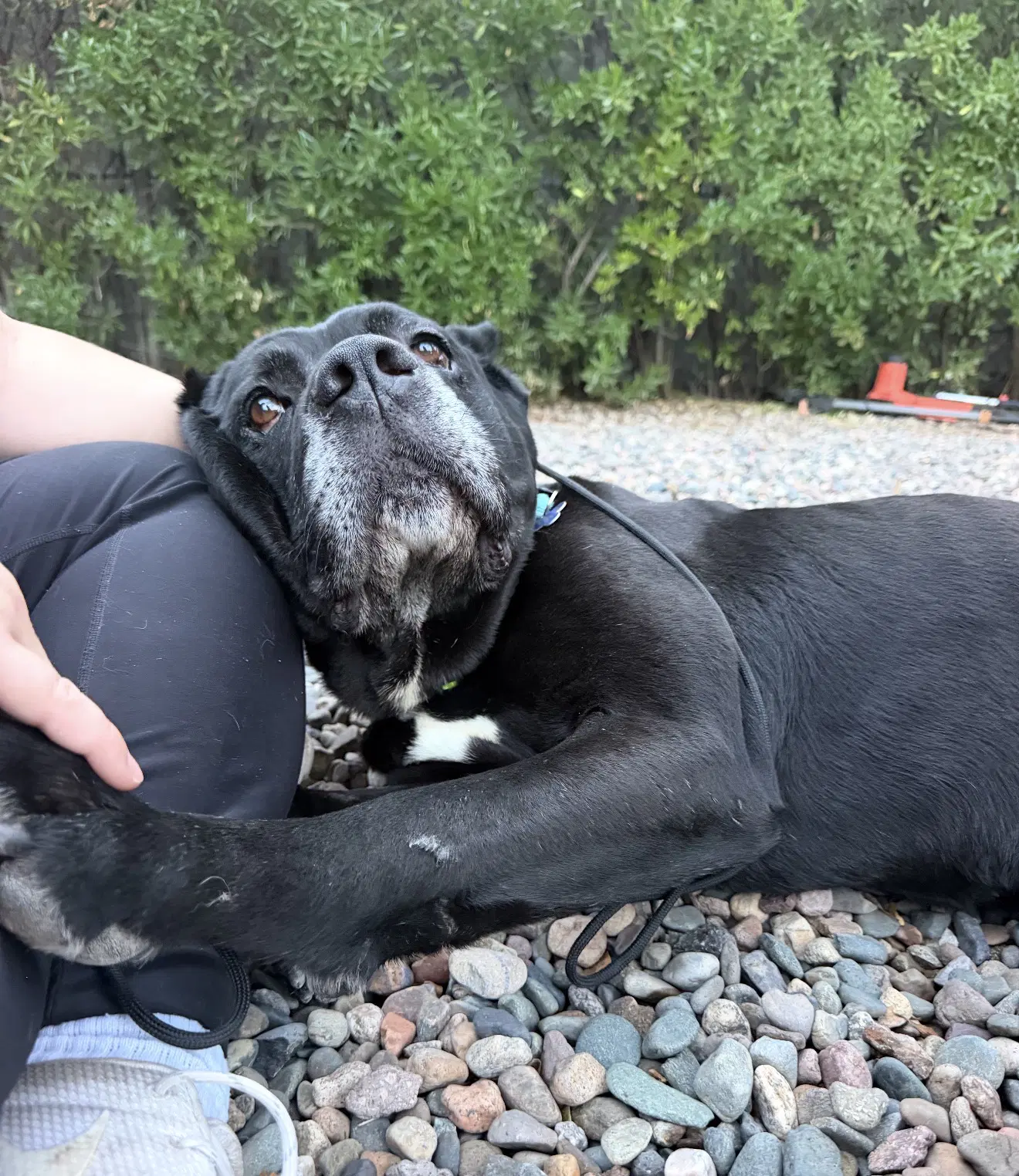 Zebb - Cane Corso Mastiff