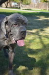 Tyson-ADOPTION PENDING!!