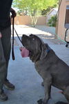 Tyson-ADOPTION PENDING!!