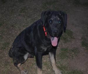 Bosley (aka Royce)