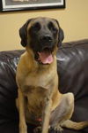 Bosley