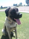 Bosley