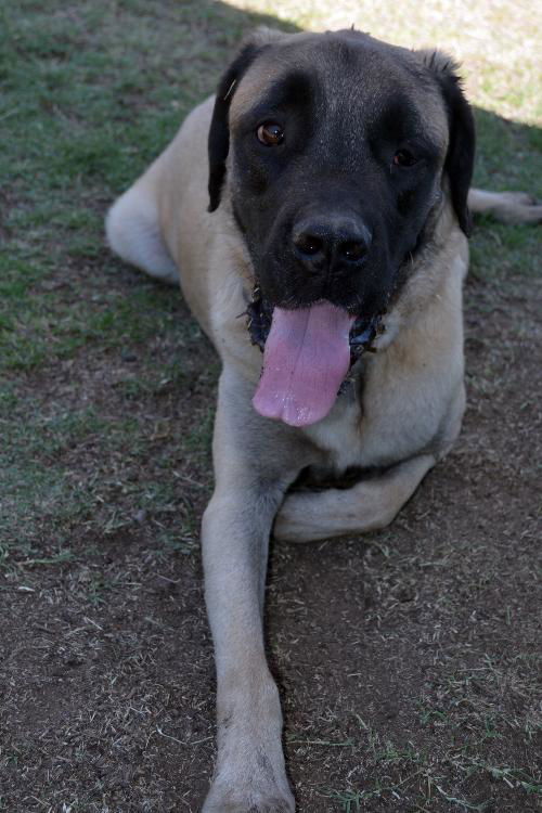 Bosley