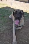 Bosley
