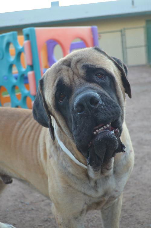 Max-ADOPTION PENDING!!!