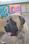 Max-ADOPTION PENDING!!!